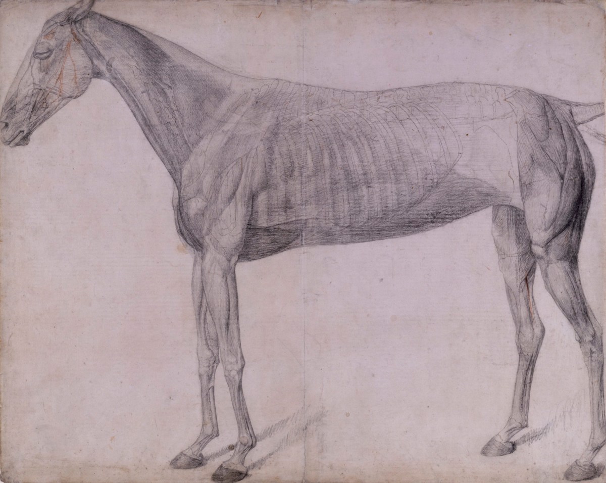 George Stubbs ARA, Working drawing for 'The First Anatomical Table of the Muscles ... of the Horse'