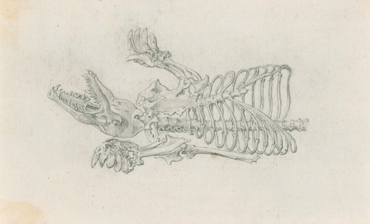 Jacob Schijnvoet, Upper skeleton of a mole, for Cheselden's Osteographia