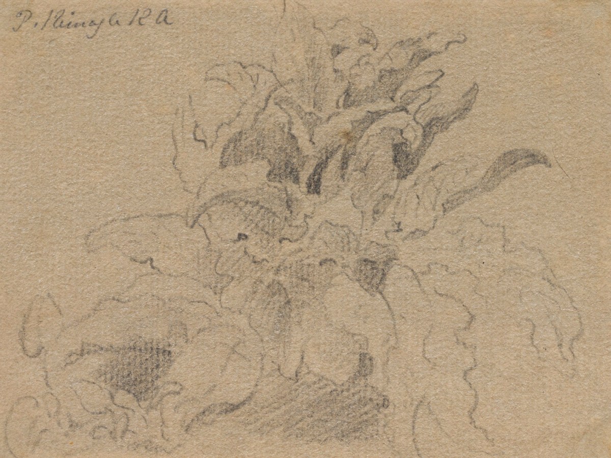 Philip Reinagle RA, Sketch of leaves