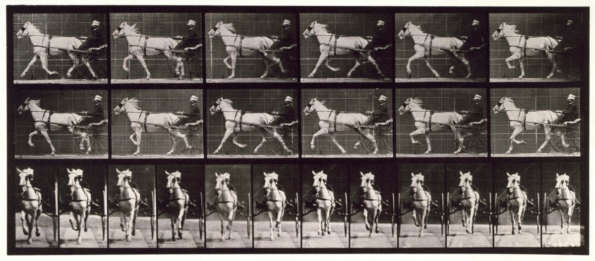 Eadweard Muybridge, Trotting; sulky, gray mare Katydid