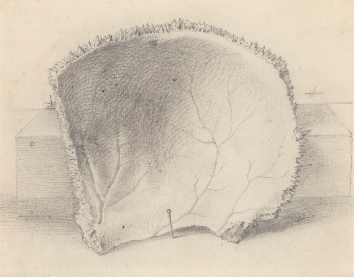 Gerard van der Gucht, The os bregmatis, part of the skull, for Cheselden's Osteographia