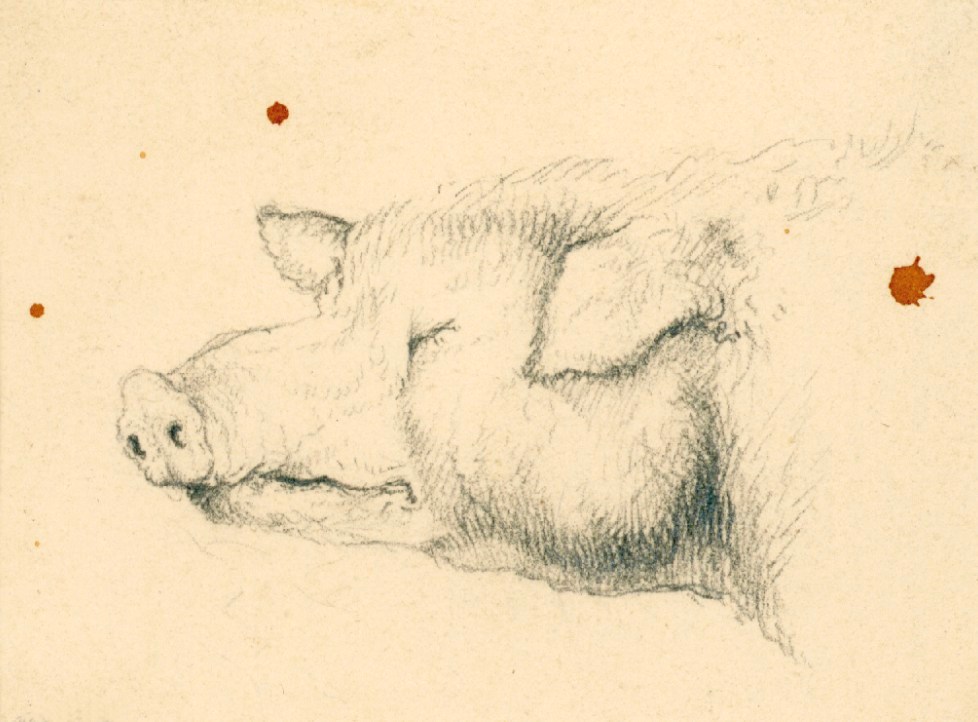 Sir Edwin Landseer RA, Head of a pig