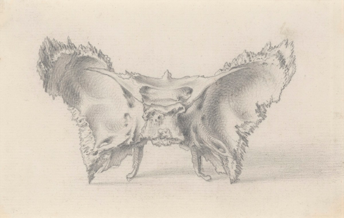 Jacob Schijnvoet, The os sphenoides, part of the skull, for Cheselden's Osteographia