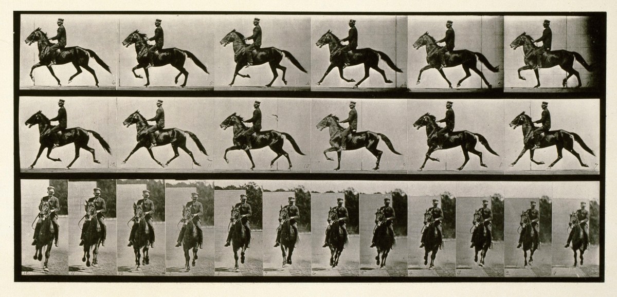 Eadweard Muybridge, Racking (pacing); saddle; brown horse Pronto