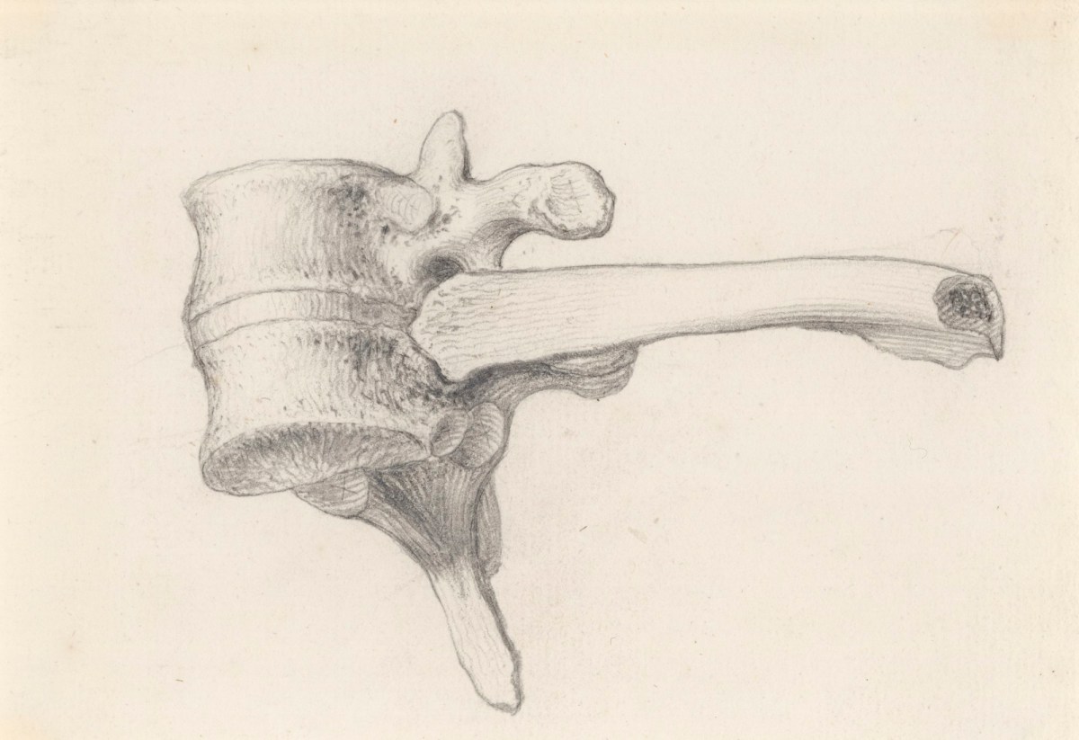 Gerard van der Gucht, The sixth and seventh upper vertebrae of the back with part of the seventh rib, for Cheselden's Osteographia