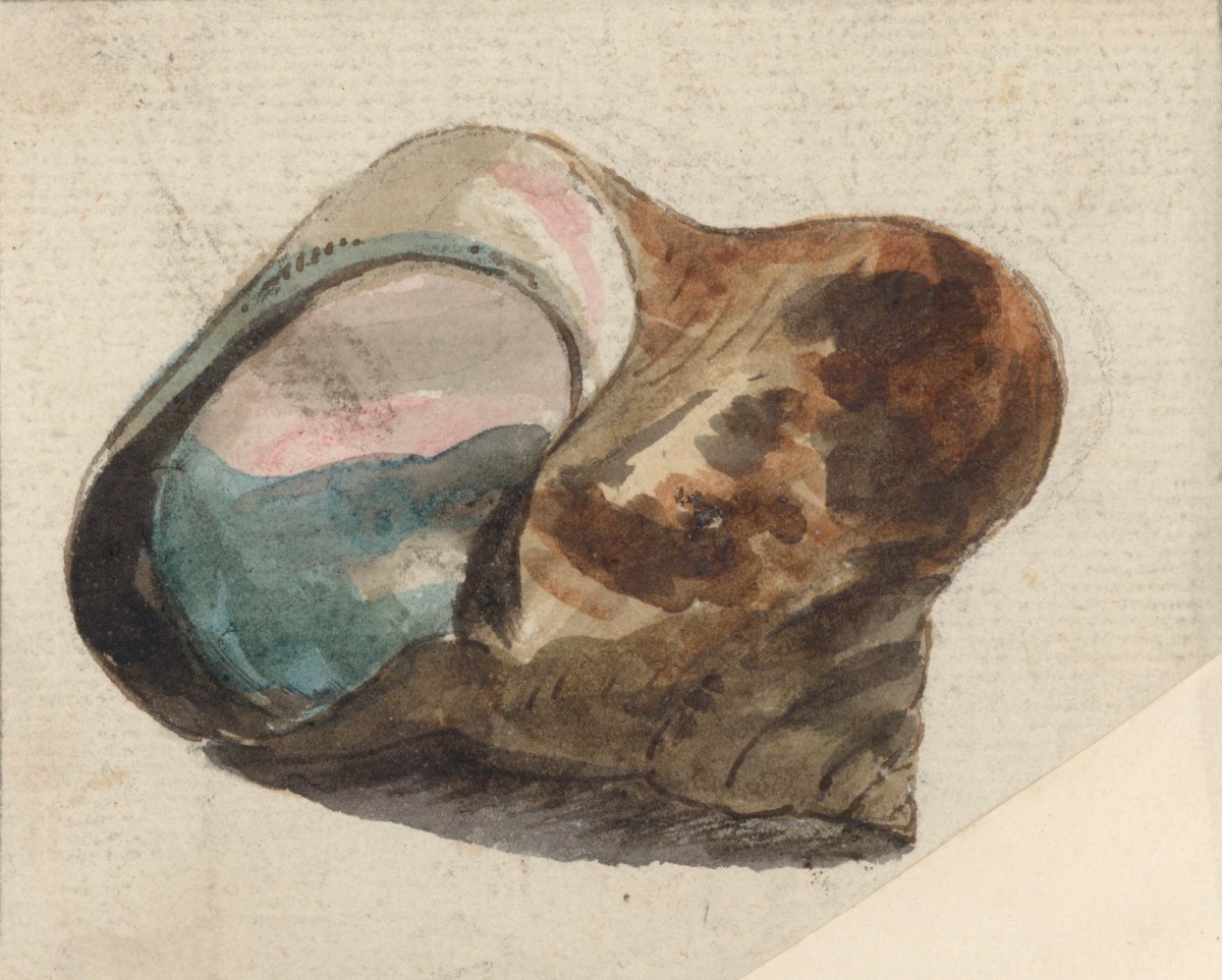 Philip Reinagle RA, A brown shell, possibly Turbo petholatus