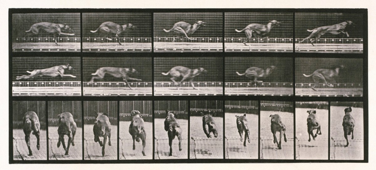 Eadweard Muybridge, Dog; galloping; brown racing hound Ike