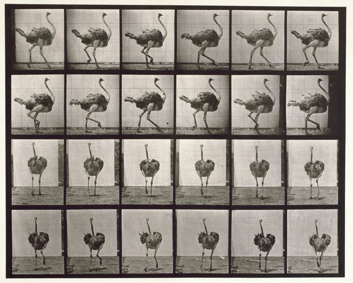 Eadweard Muybridge, Ostrich; Walking;