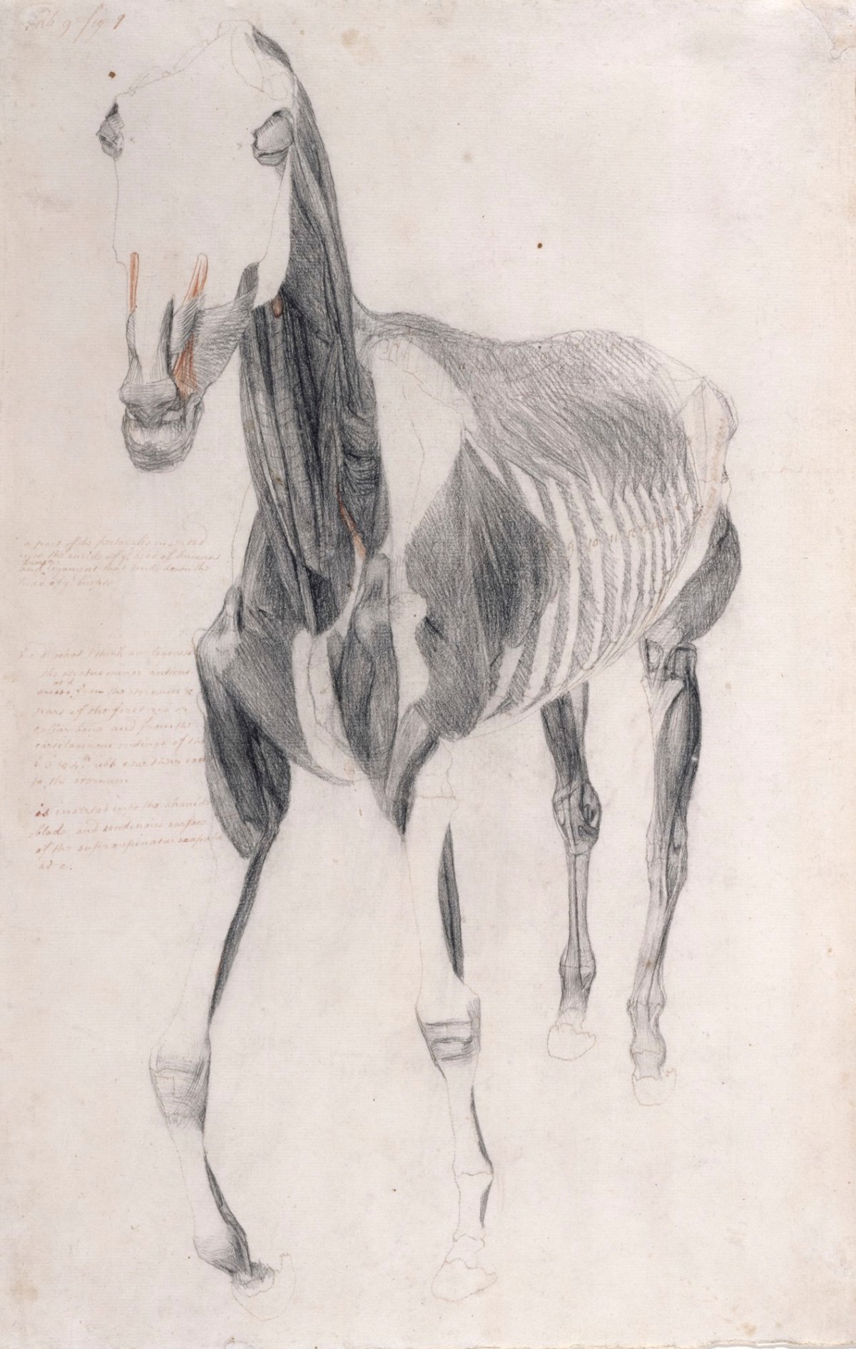 George Stubbs ARA, Working drawing for 'The Ninth Anatomical Table of the Muscles ... of the Horse'