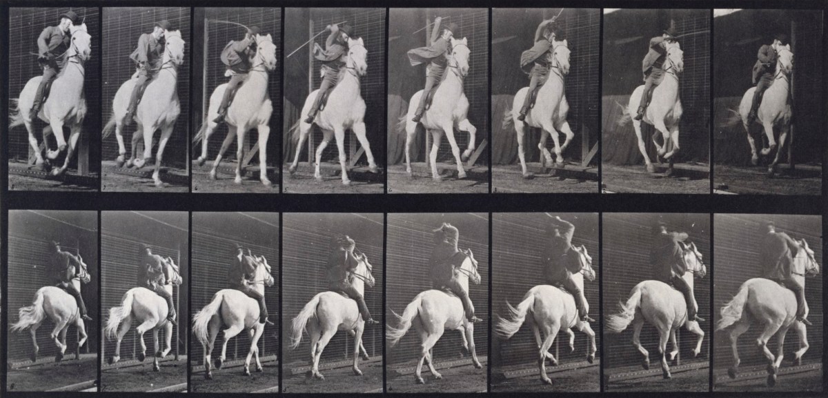 Eadweard Muybridge, Gallop; saddle; gray horse, Dan