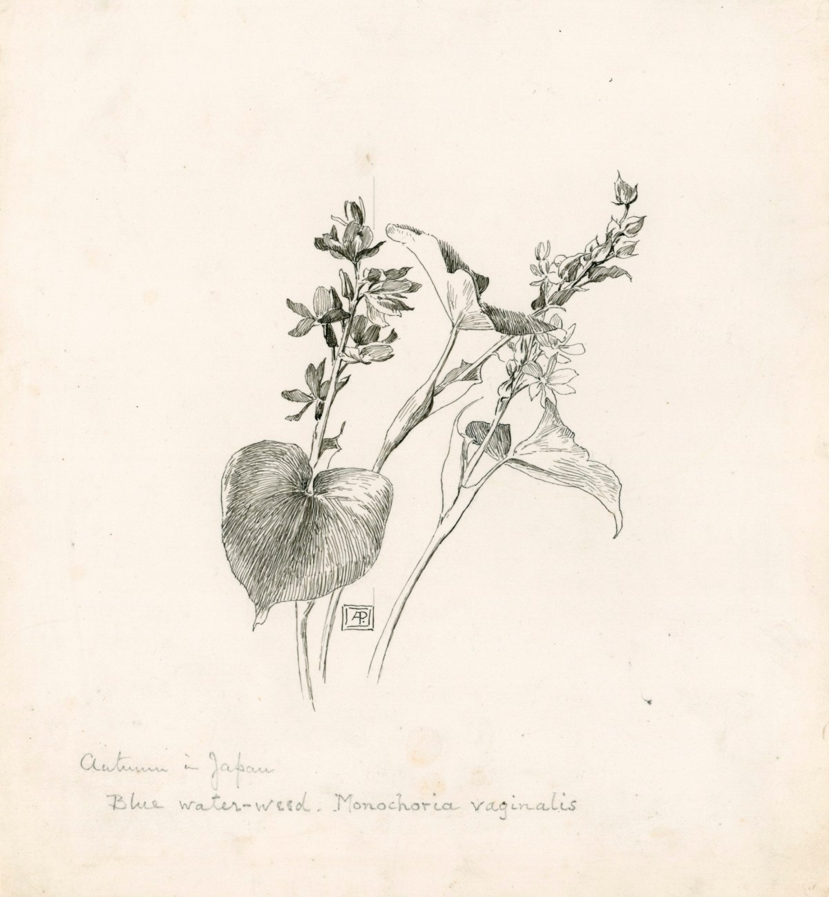 Alfred Parsons RA, Blue water-weed
