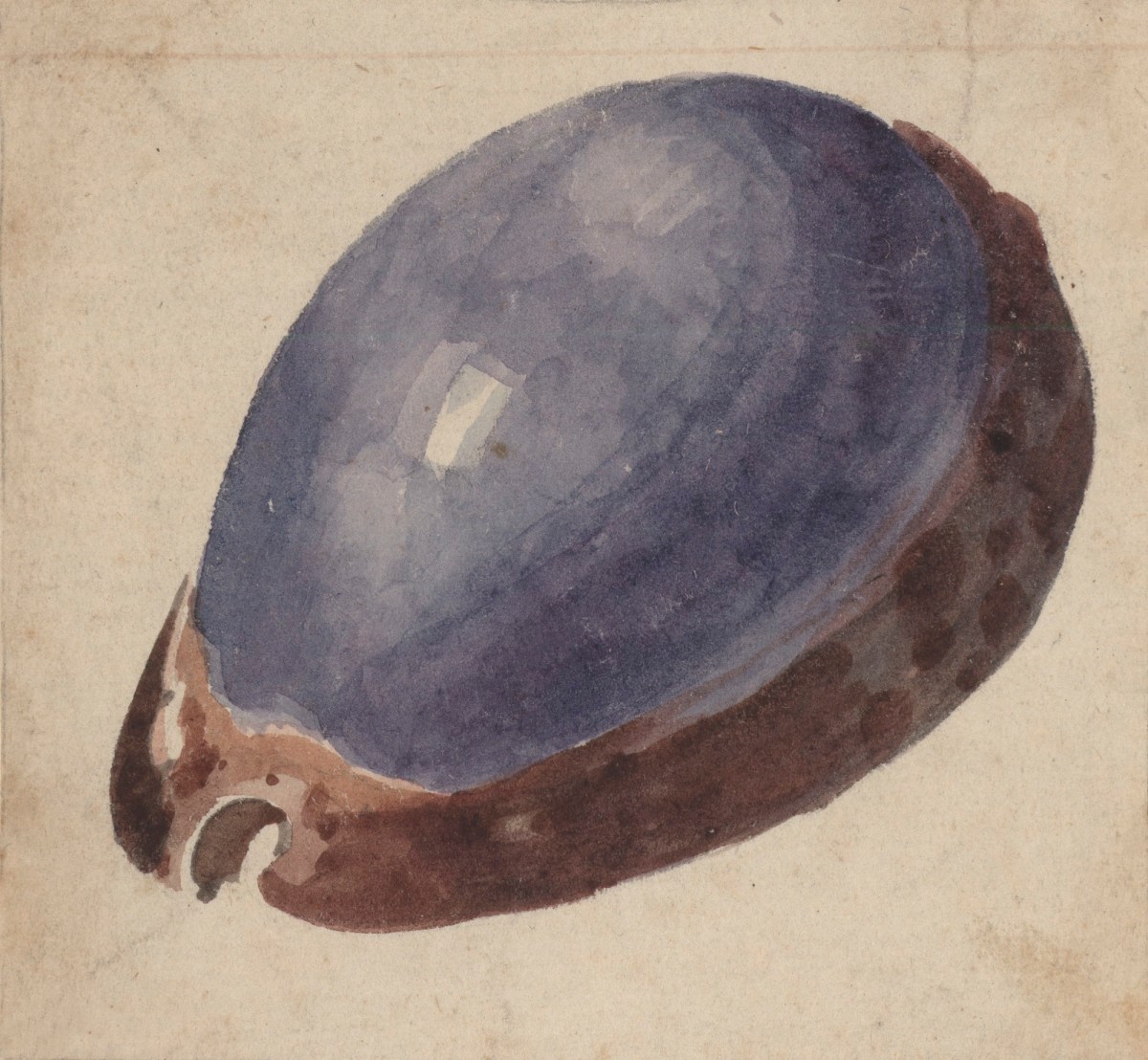 Philip Reinagle RA, A drawing of the Cypraea lurida shell