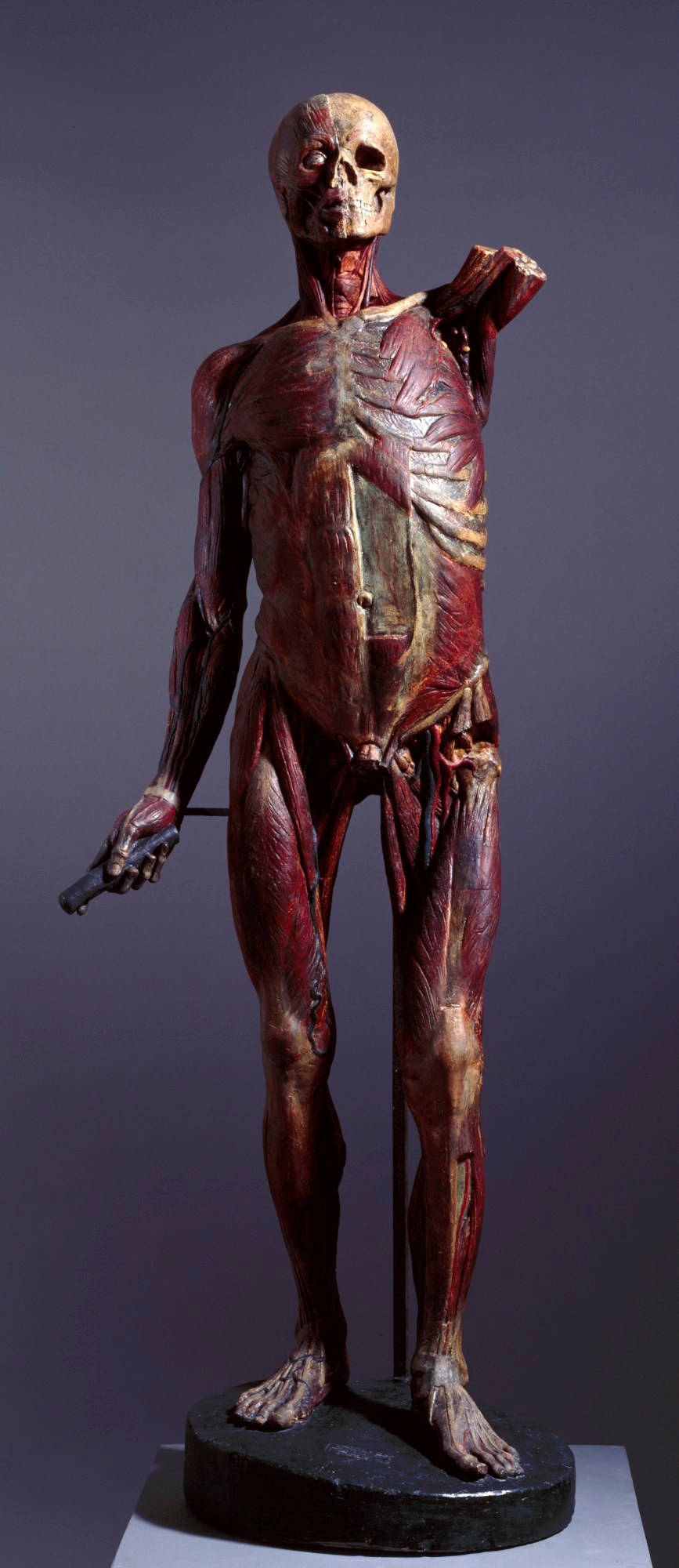 unidentified maker, Écorché figure