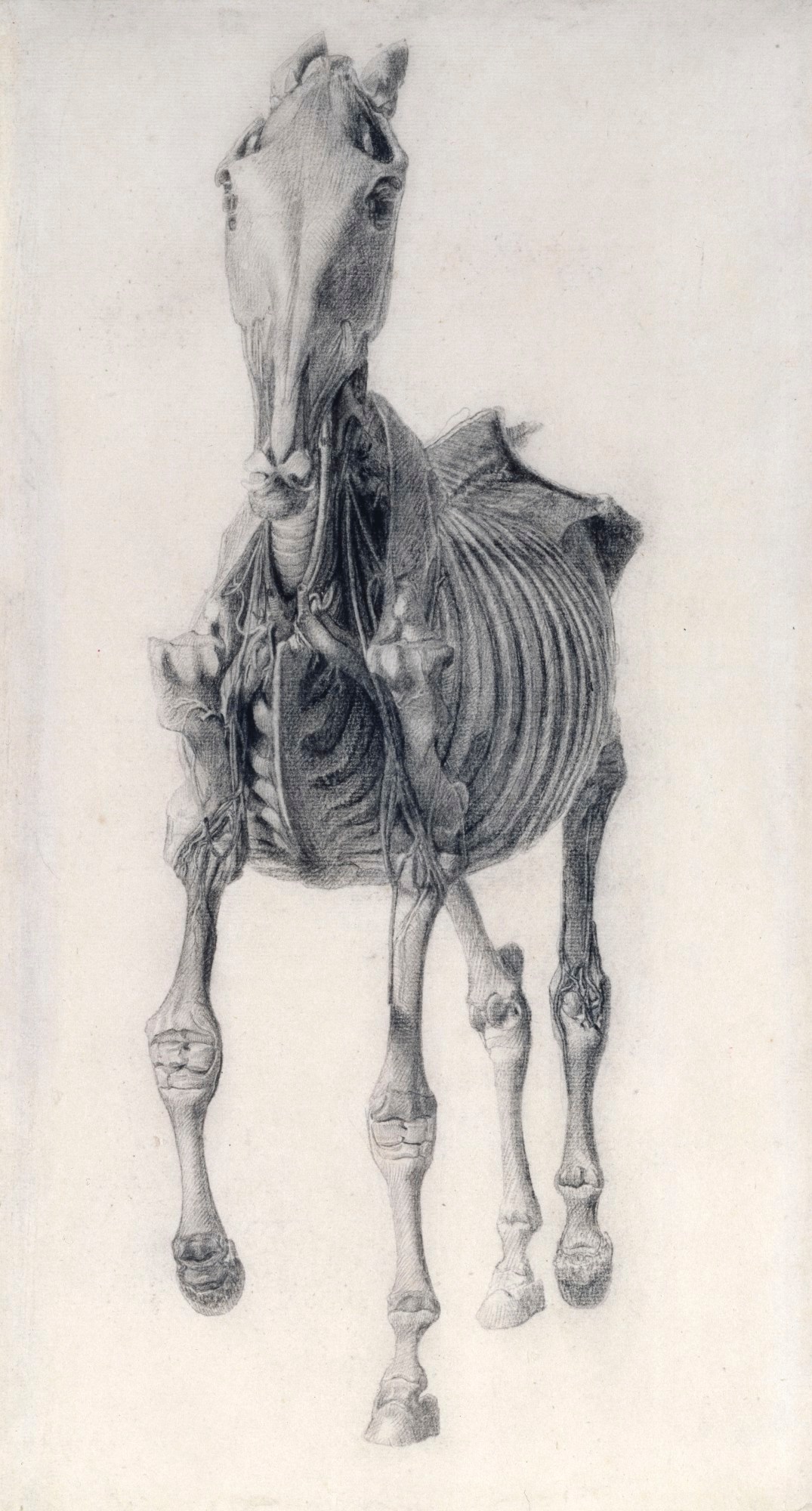 George Stubbs ARA, Finished study for 'The Tenth Anatomical Table of the Muscles ... of the Horse'