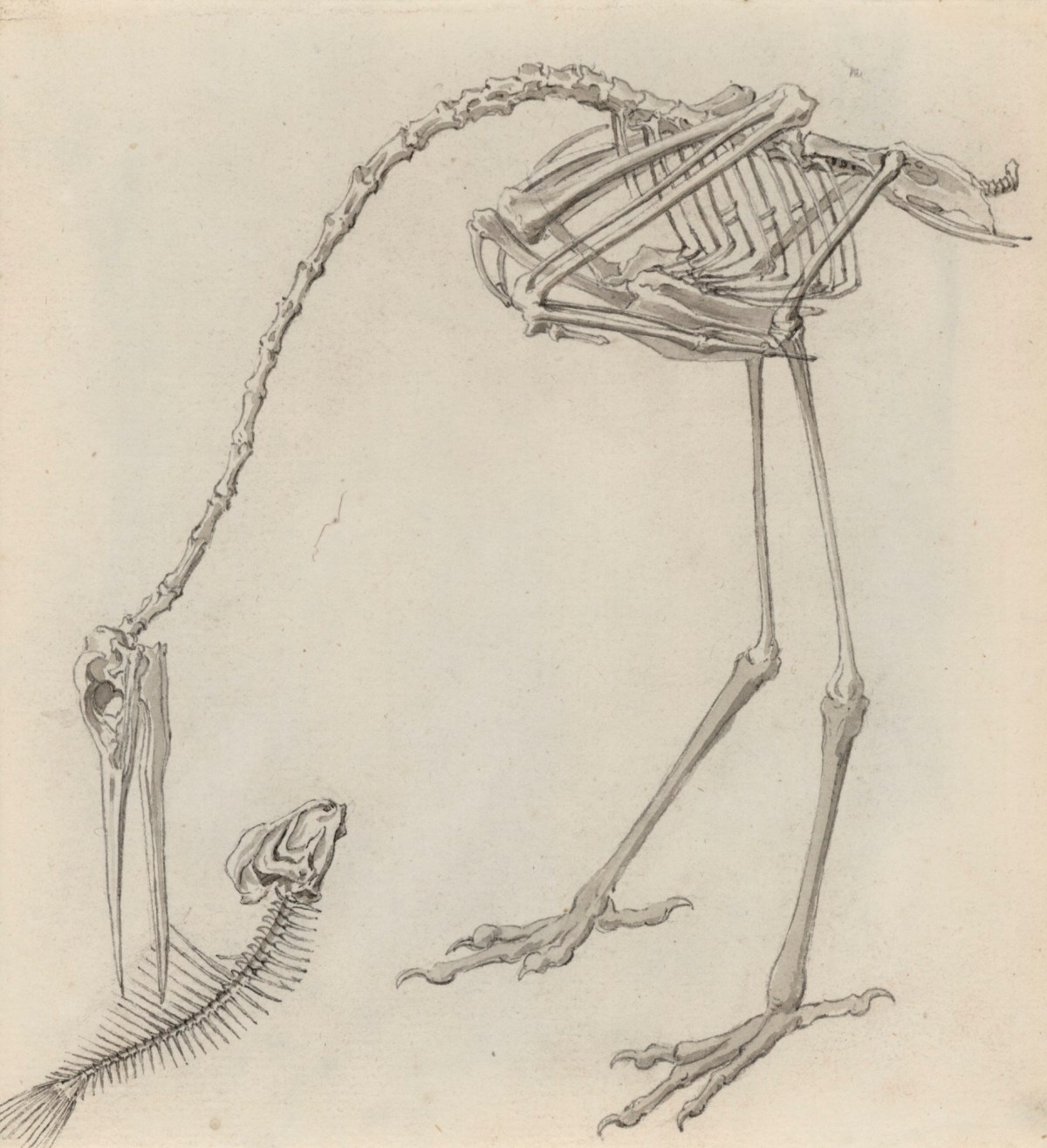 Jacob Schijnvoet, Skeleton of a crane pecking at the skeleton of a fish, for Cheselden's Osteographia