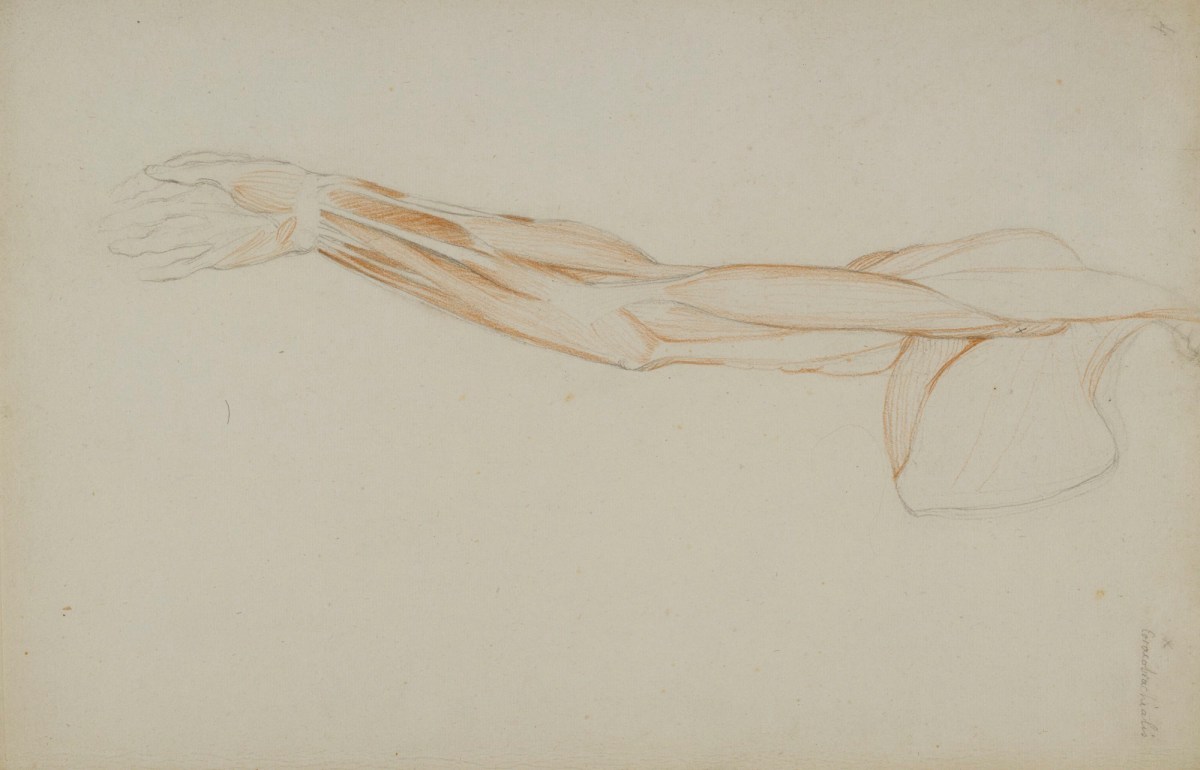 John Flaxman RA, Anatomical study of the outstretched right arm