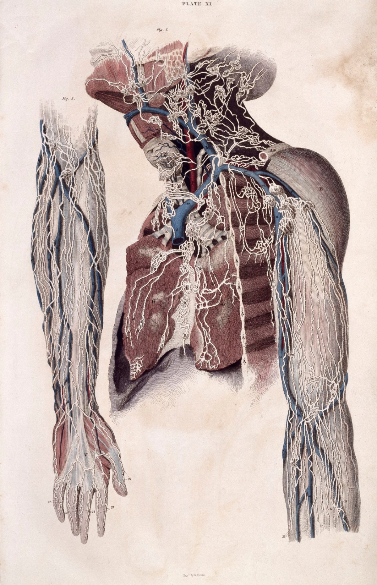 William Home Lizars, View of the lymphatic vessels of the upper extremity