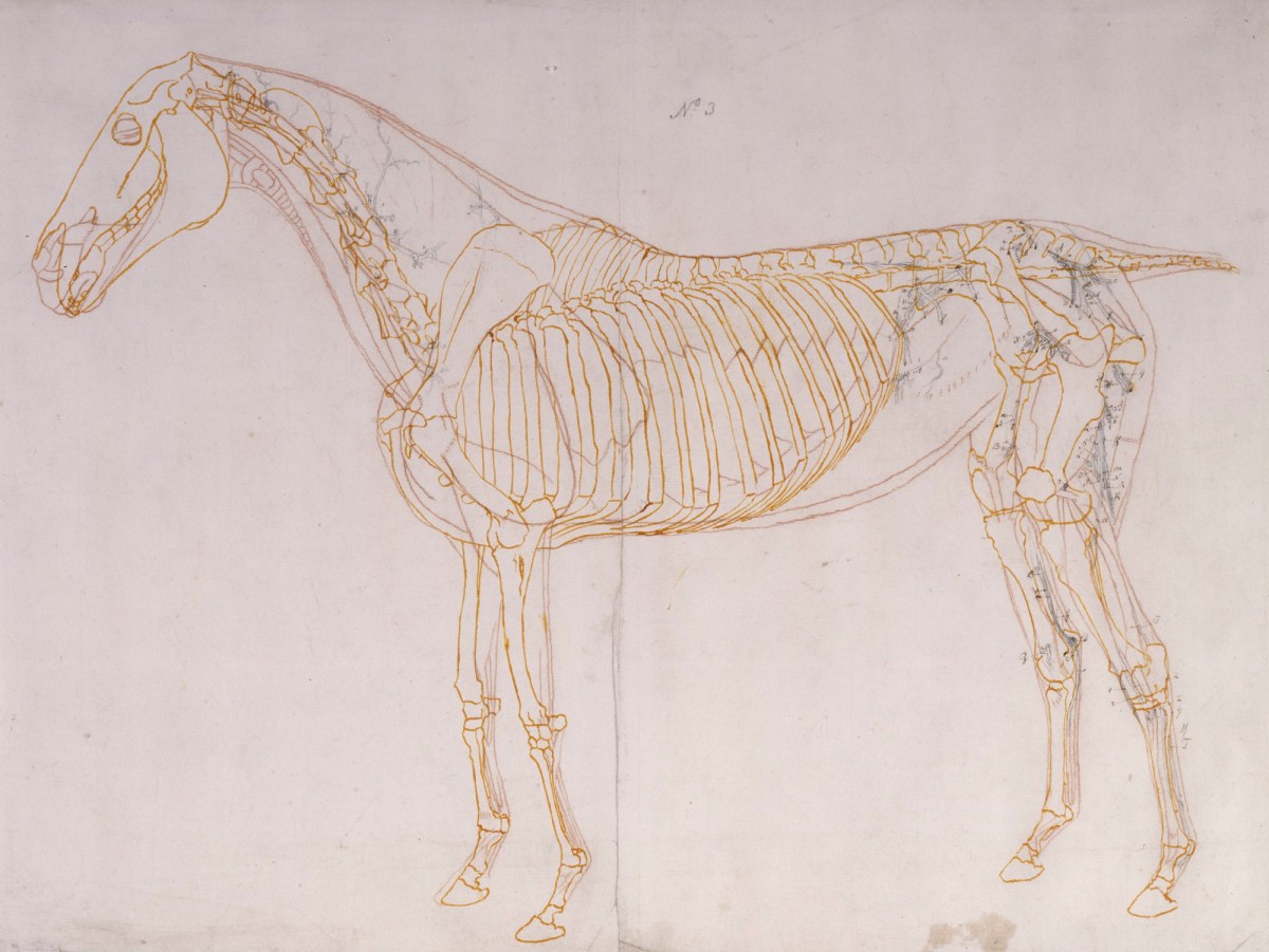 George Stubbs ARA, Working drawing of the Blood Vessels for 'The Third Anatomical Table of the Muscles ... of the Horse'