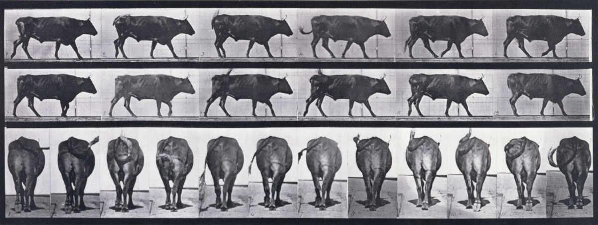 Eadweard Muybridge, Ox walking