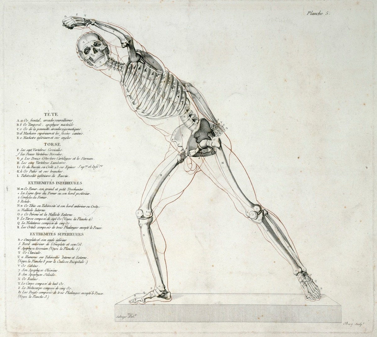 Jean-Galbert Salvage, The Borghese Gladiator anatomised: view of left side