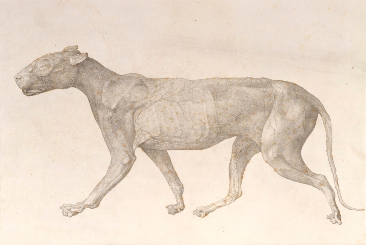 George Stubbs ARA, No I. (-III) Of A Comparative Anatomical Exposition Of The Structure Of The Human Body, With That Of A Tiger And Common Fowl; In Thirty Tables, Two Copper-Plates To Each Table, 20 Inches By 15; Forming Six Numbers - Ten Plates To Each Number. The Whole E
