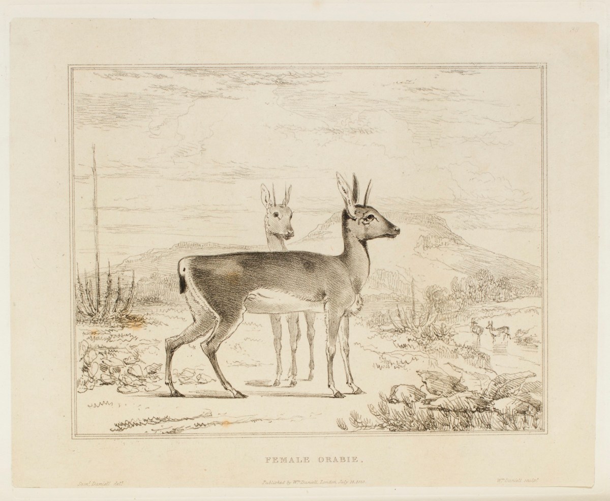 Samuel Daniell, The Orabie