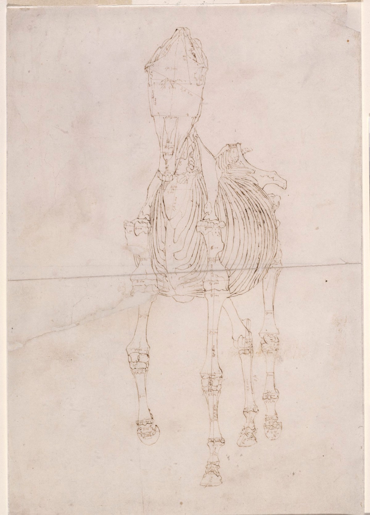 George Stubbs ARA, Measured working drawing for 'The Second Anatomical Table of the Skeleton of the Horse'