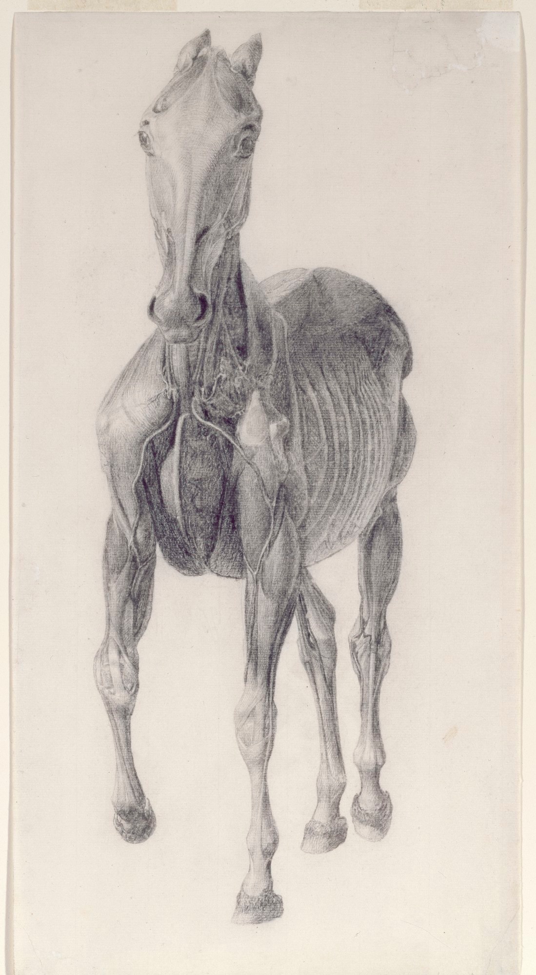 George Stubbs ARA, Finished study for 'The Eighth Anatomical Table of the Muscles ... of the Horse'
