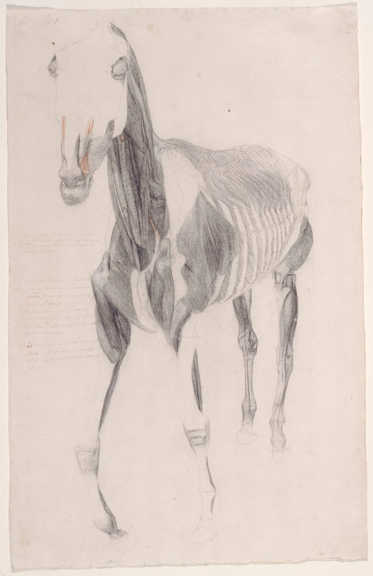 George Stubbs ARA, Working drawing for 'The Ninth Anatomical Table of the Muscles ... of the Horse'