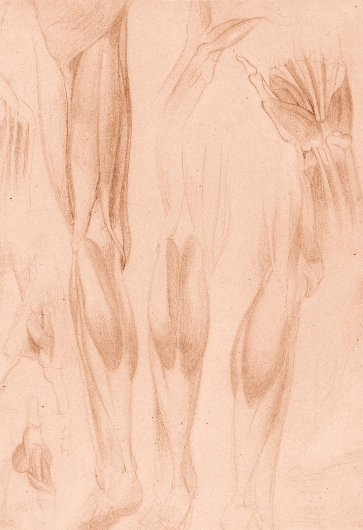 Benjamin Robert Haydon, Anatomical studies of legs