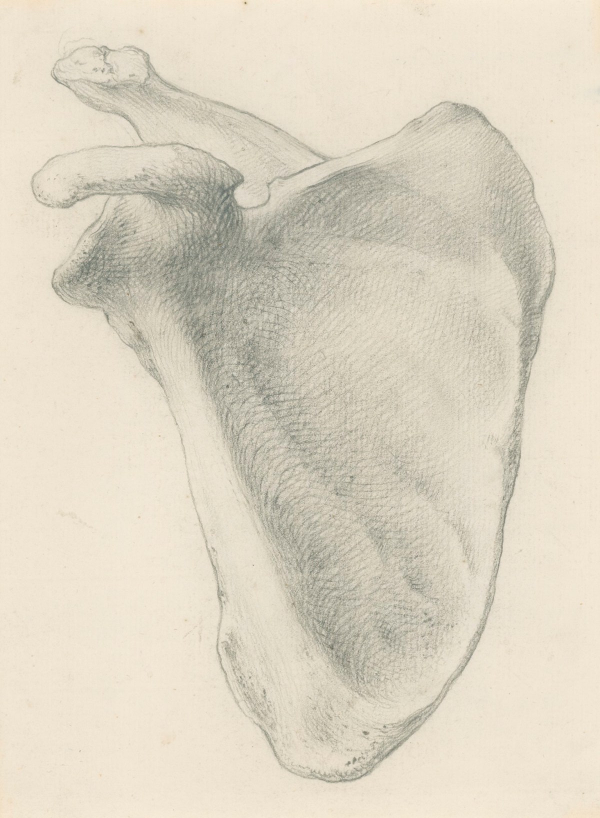 Gerard van der Gucht, The concave side of the scapula, for Cheselden's Osteographia