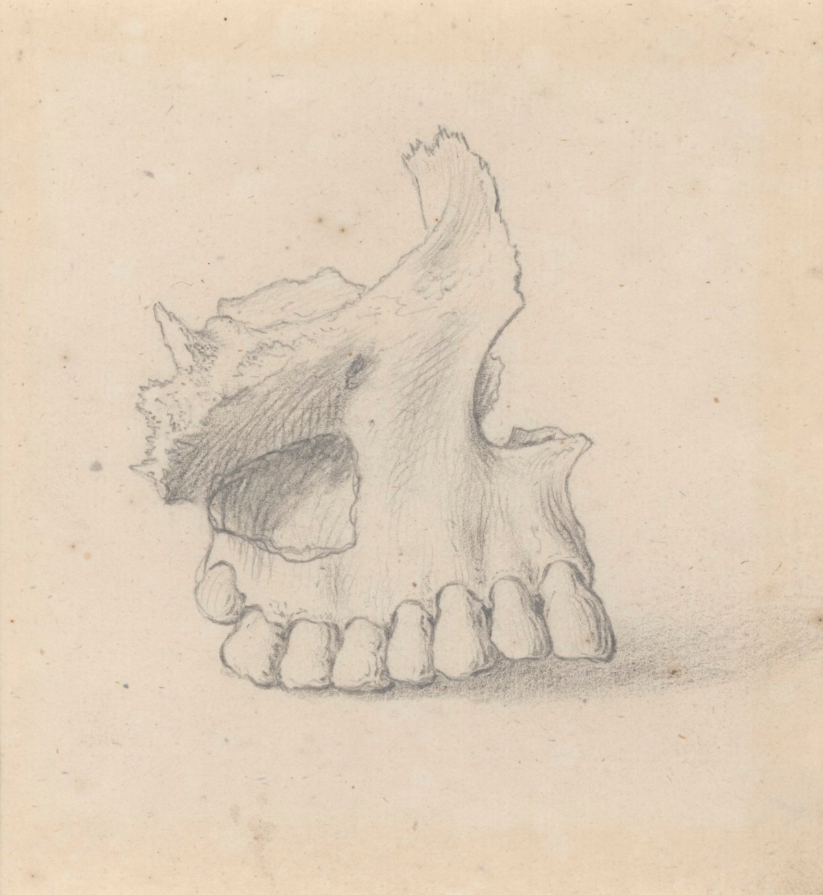 Gerard van der Gucht, Part of the upper jaw with its antrum, for Cheselden's Osteographia