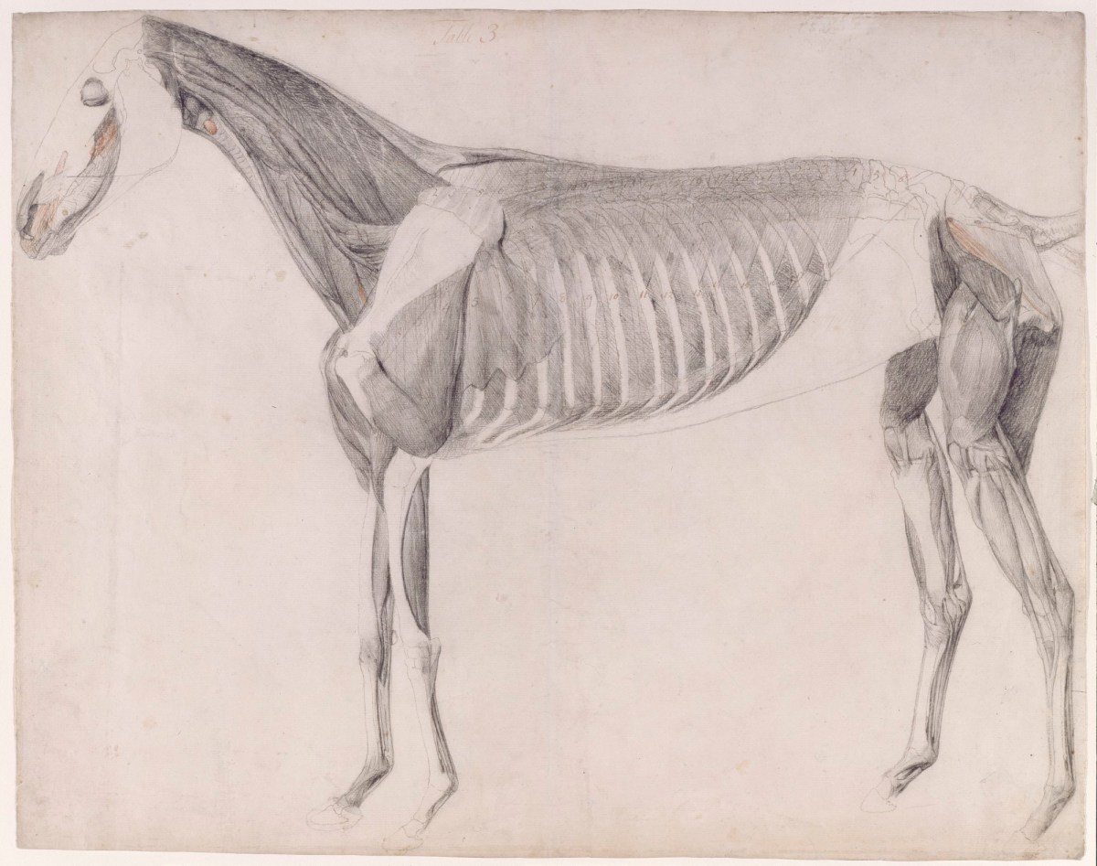 George Stubbs ARA, Working drawing for 'The Third Anatomical Table of the Muscles ... of the Horse'