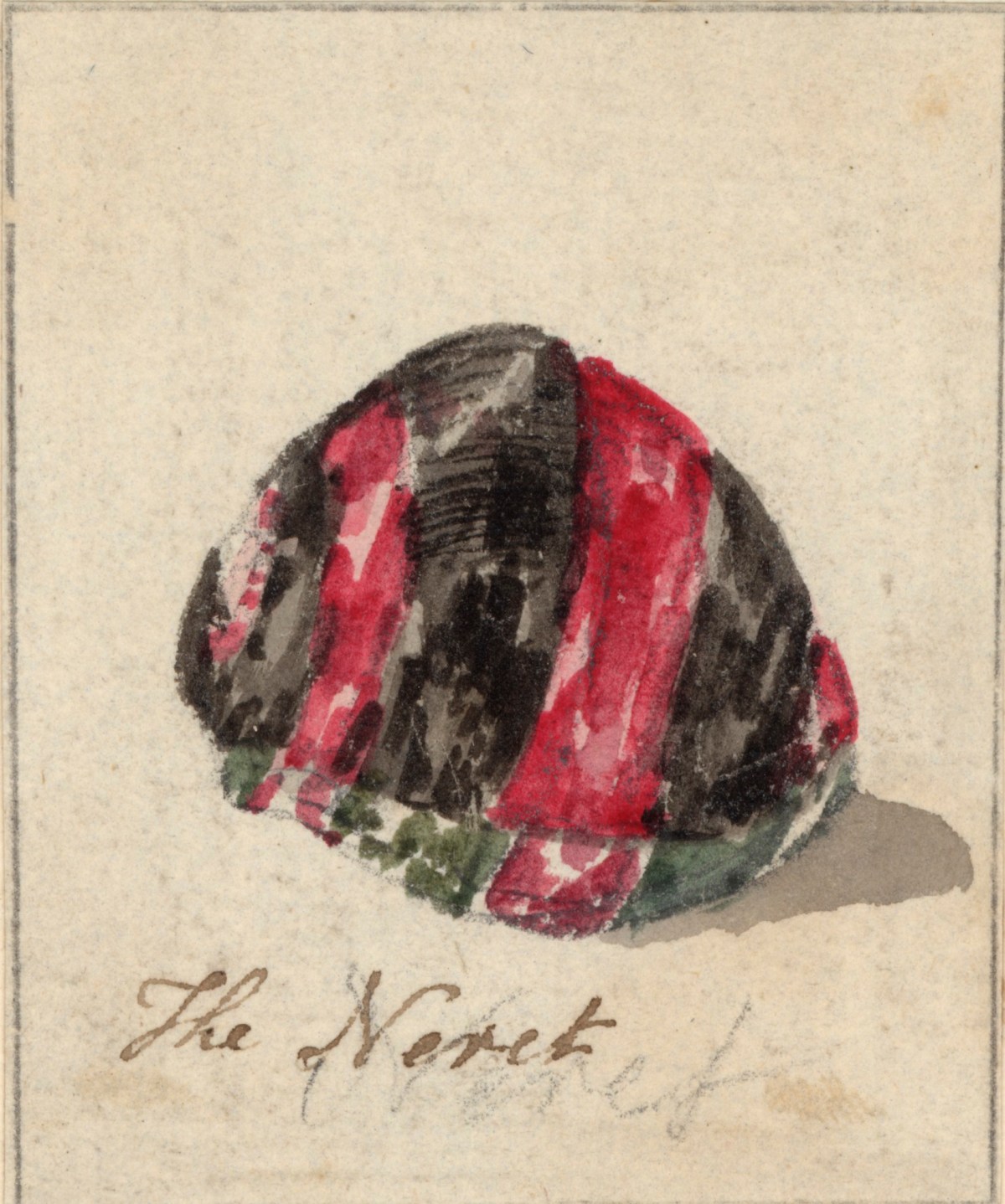Philip Reinagle RA, A shell with pink and black stripes