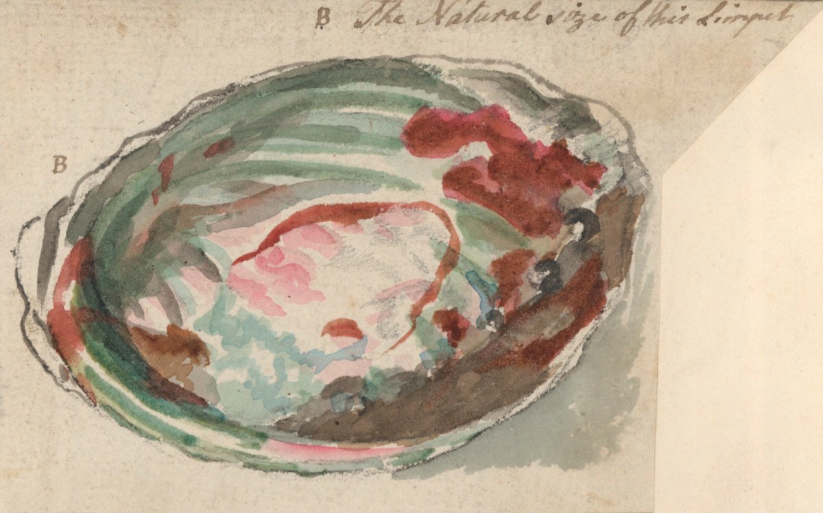 Philip Reinagle RA, Study of a limpet shell