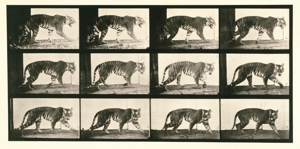 Eadweard Muybridge, Tigress; walking