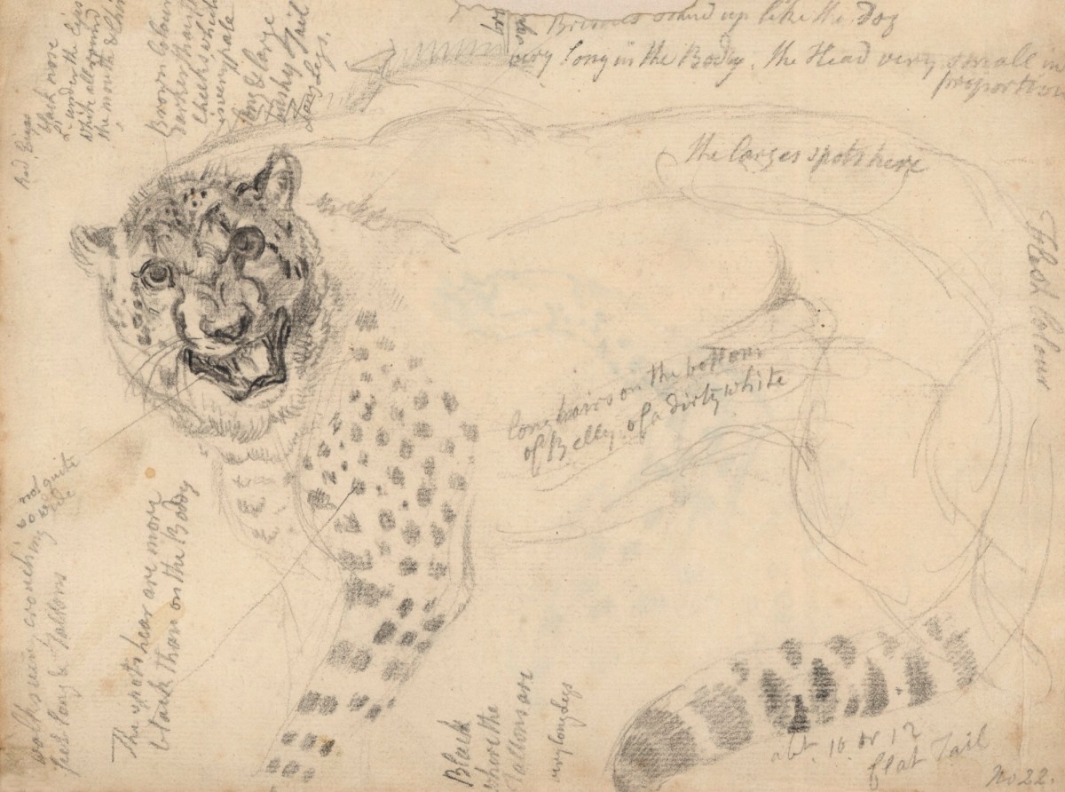Philip Reinagle RA, Sketch of a cheetah