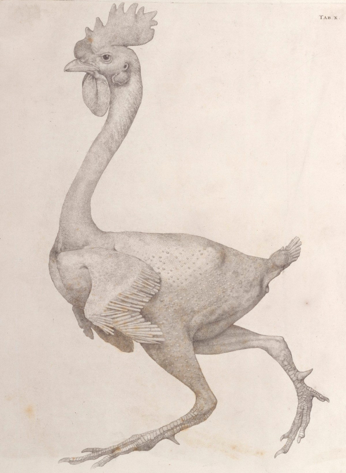 George Stubbs ARA, Fowl Body: lateral view