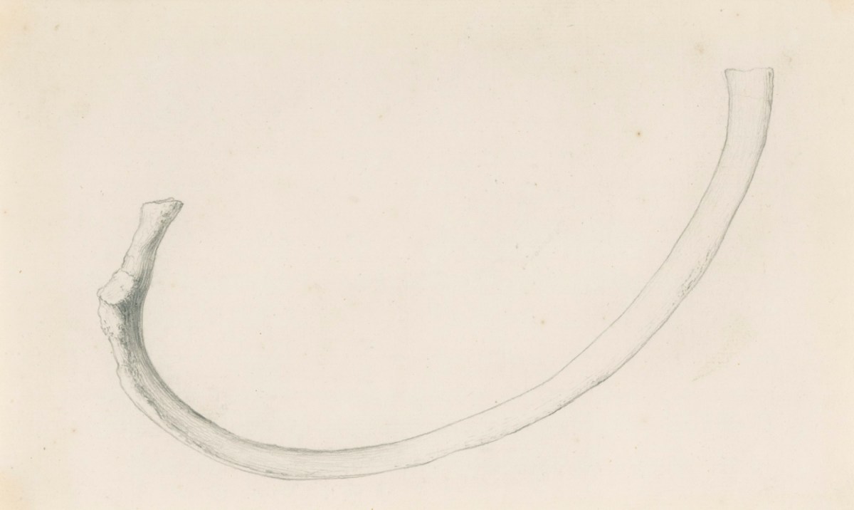 Gerard van der Gucht, The fourth upper rib, for Cheselden's Osteographia