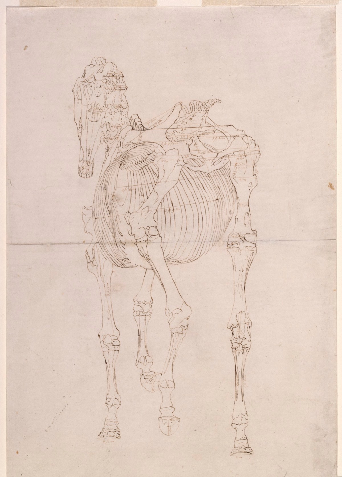 George Stubbs ARA, Measured working drawing for 'The Third Anatomical Table of the Skeleton of the Horse'