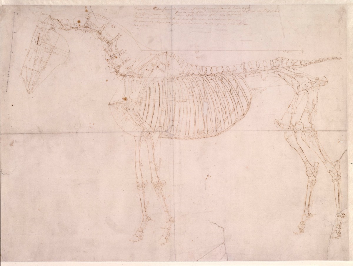 George Stubbs ARA, Measured working drawing for 'The First Anatomical Table of the Skeleton of the Horse'