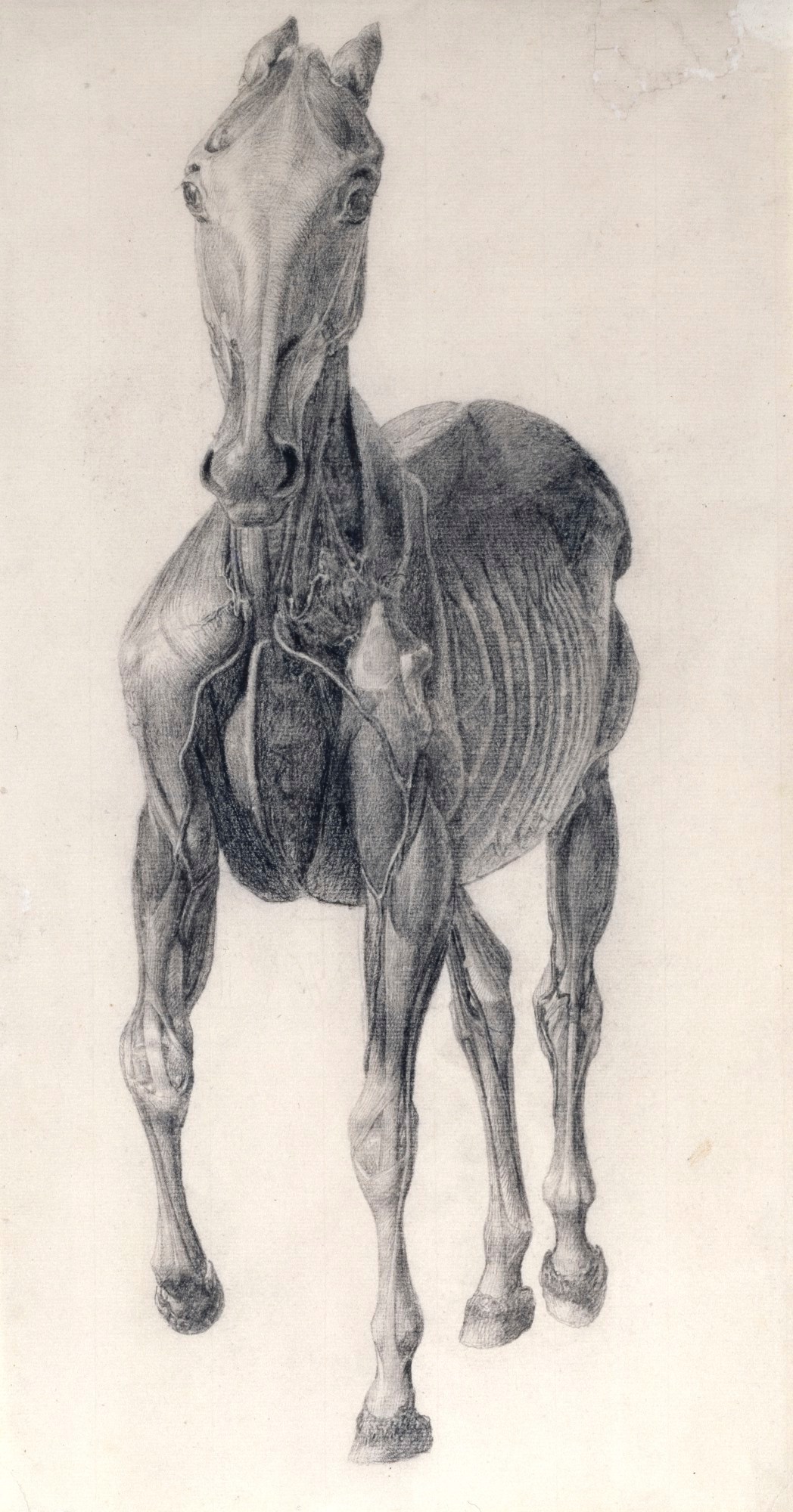 George Stubbs ARA, Finished study for 'The Eighth Anatomical Table of the Muscles ... of the Horse'