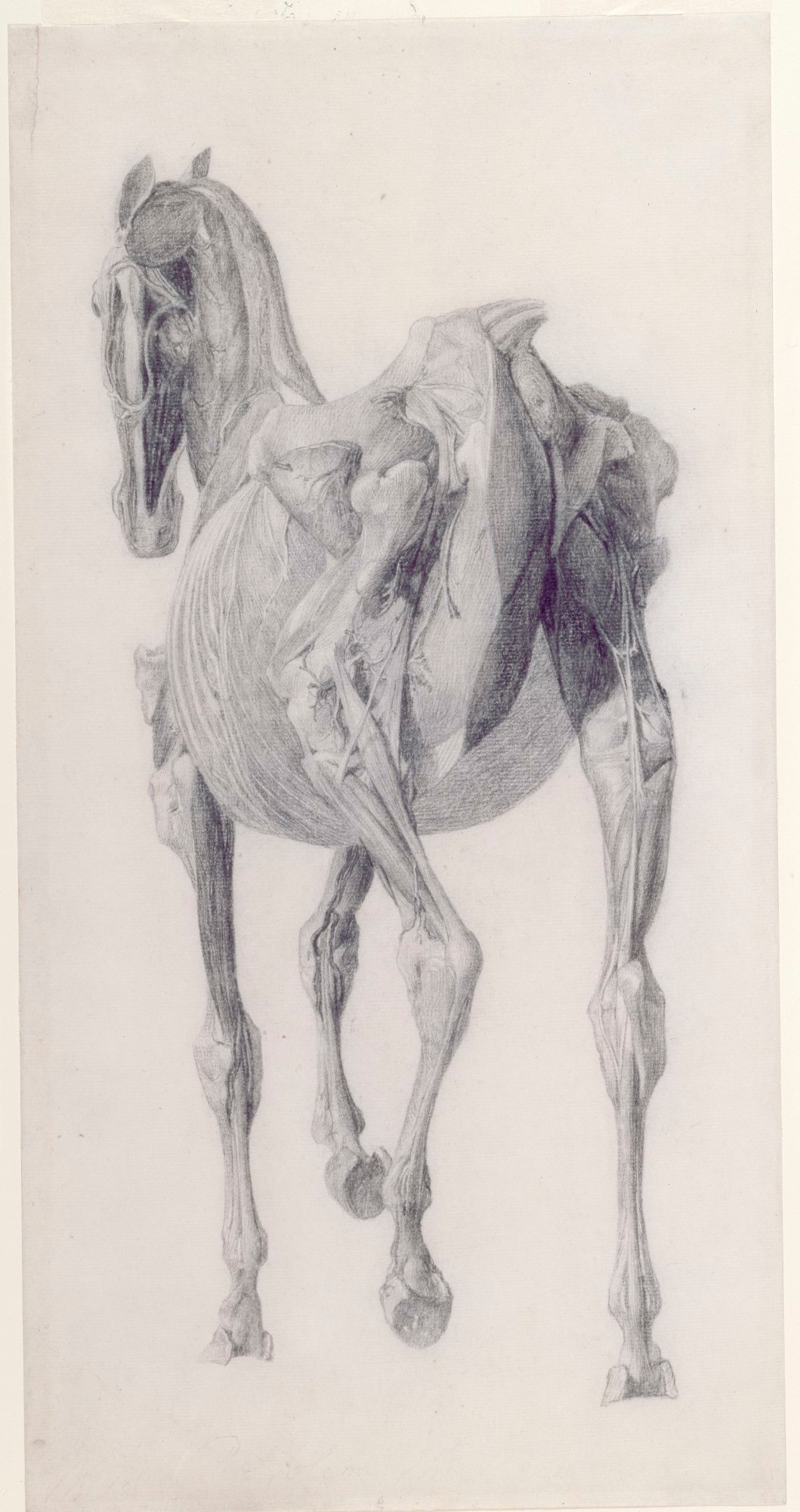 George Stubbs ARA, Finished study for 'The Fourteenth Anatomical Table of the Muscles ... of the Horse'
