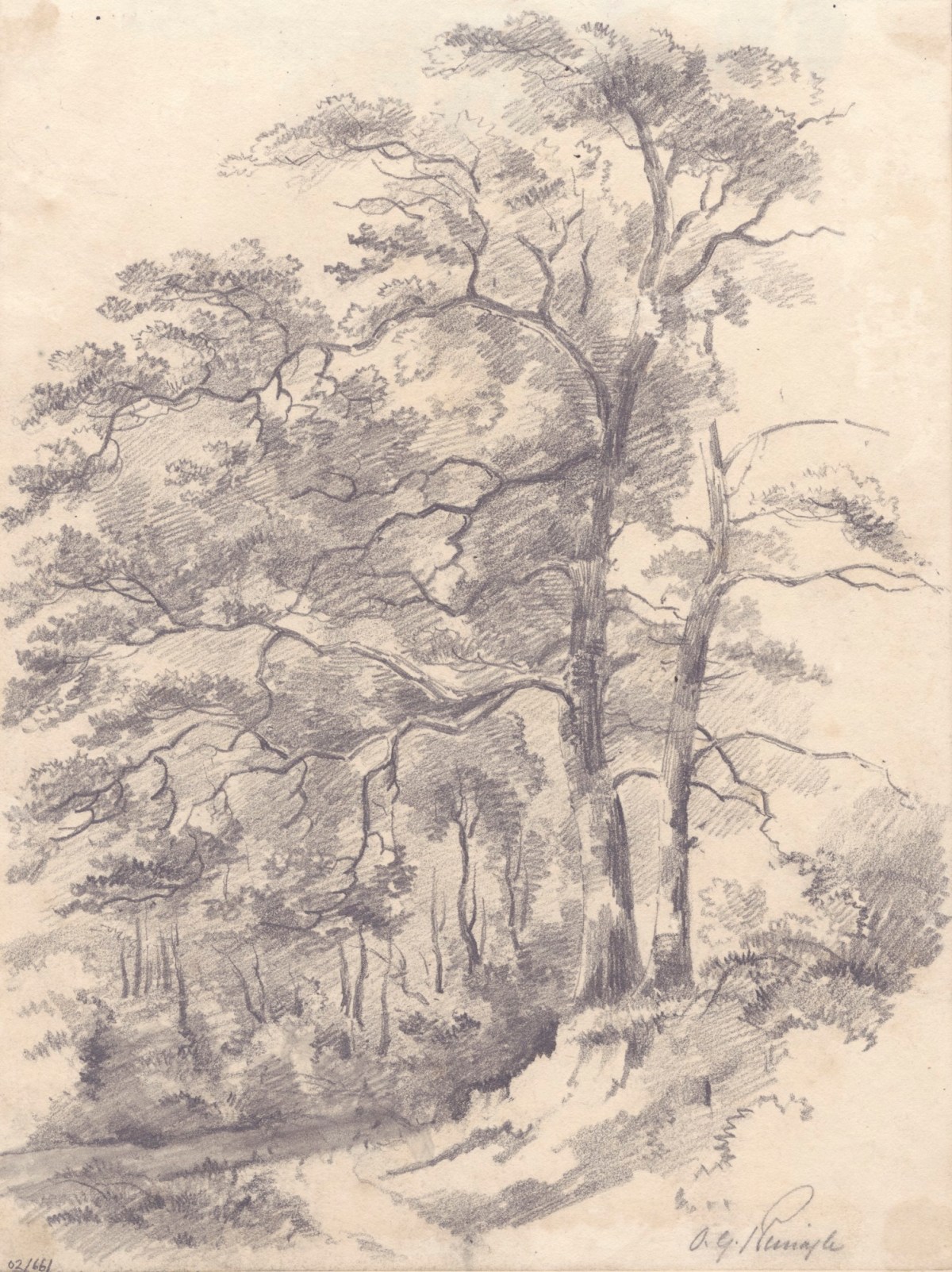 Oriana Georgiana Reinagle, Study of a wooded area