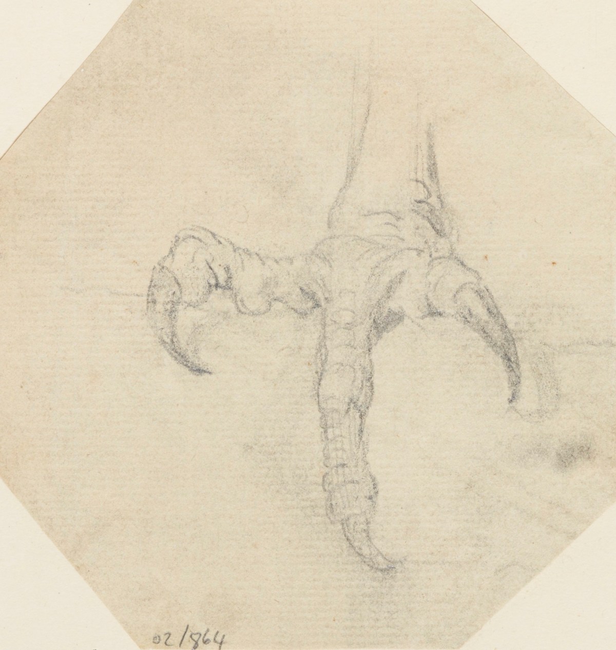 Philip Reinagle RA, A bird's claw