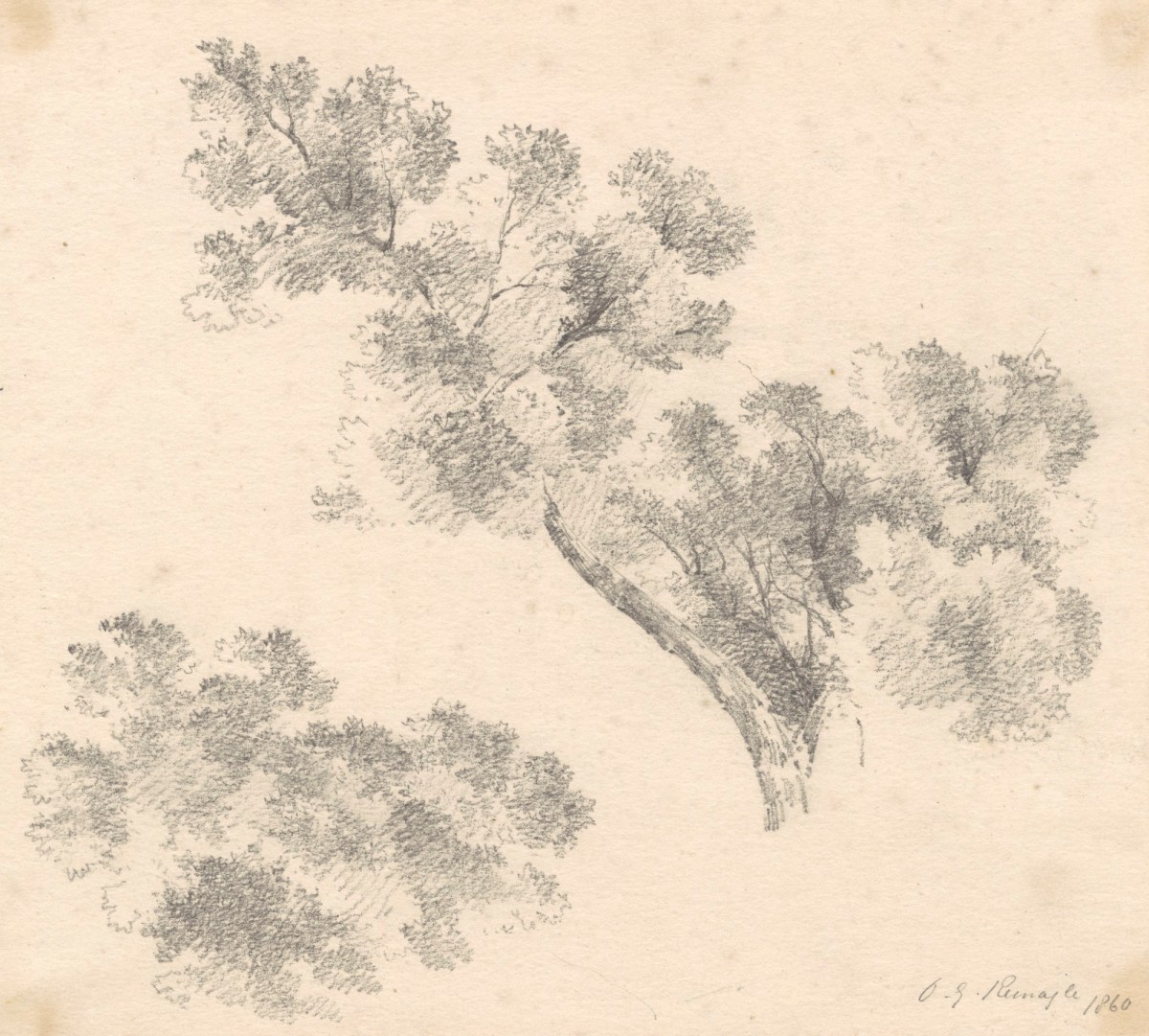 Oriana Georgiana Reinagle, Study of branches and leaves
