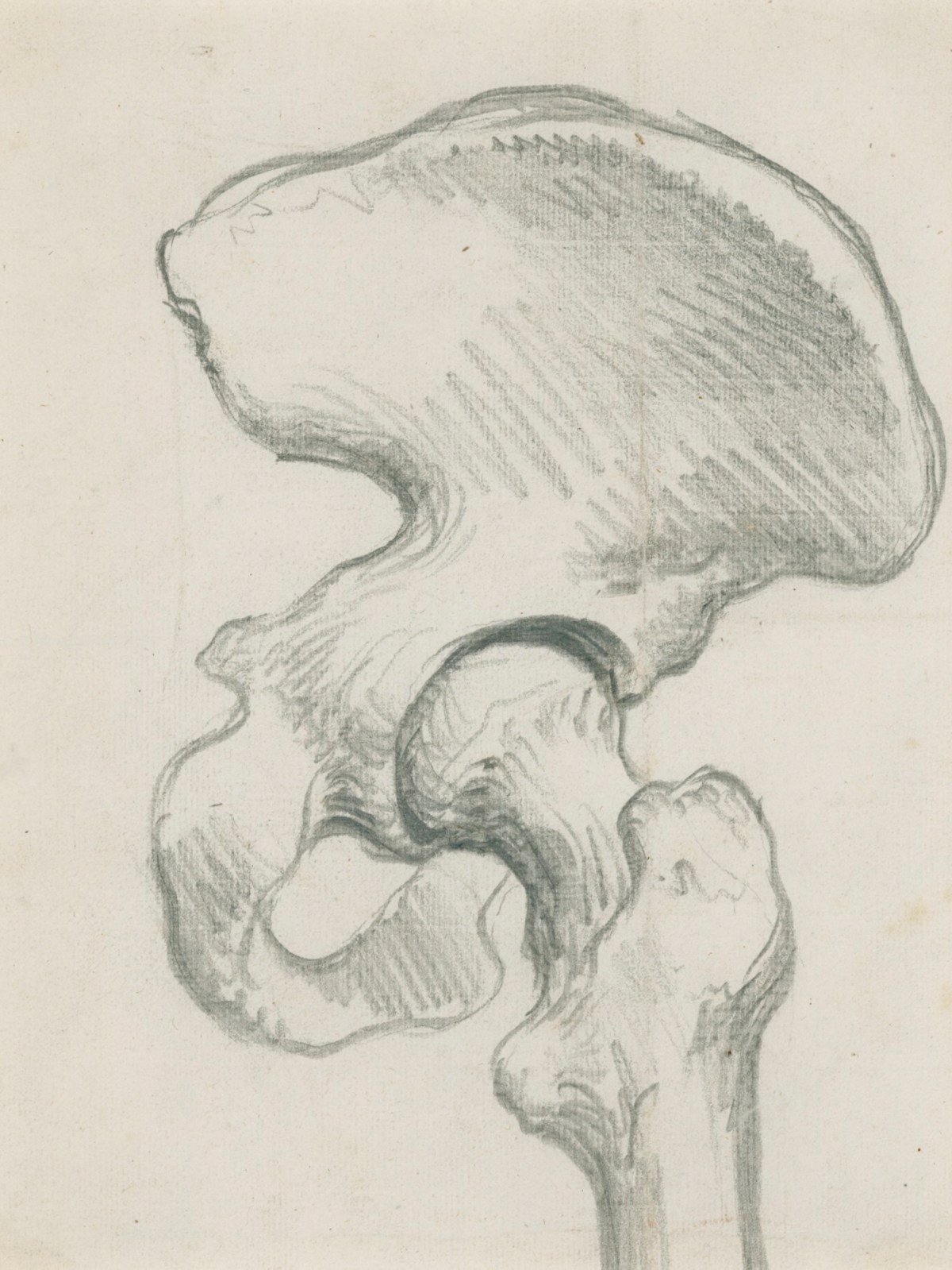 Skeleton torso, for Cheselden's Osteographia, Works of Art, RA Collection