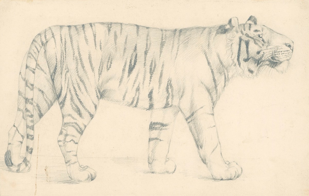 Sir Edwin Landseer RA, A tiger, in profile