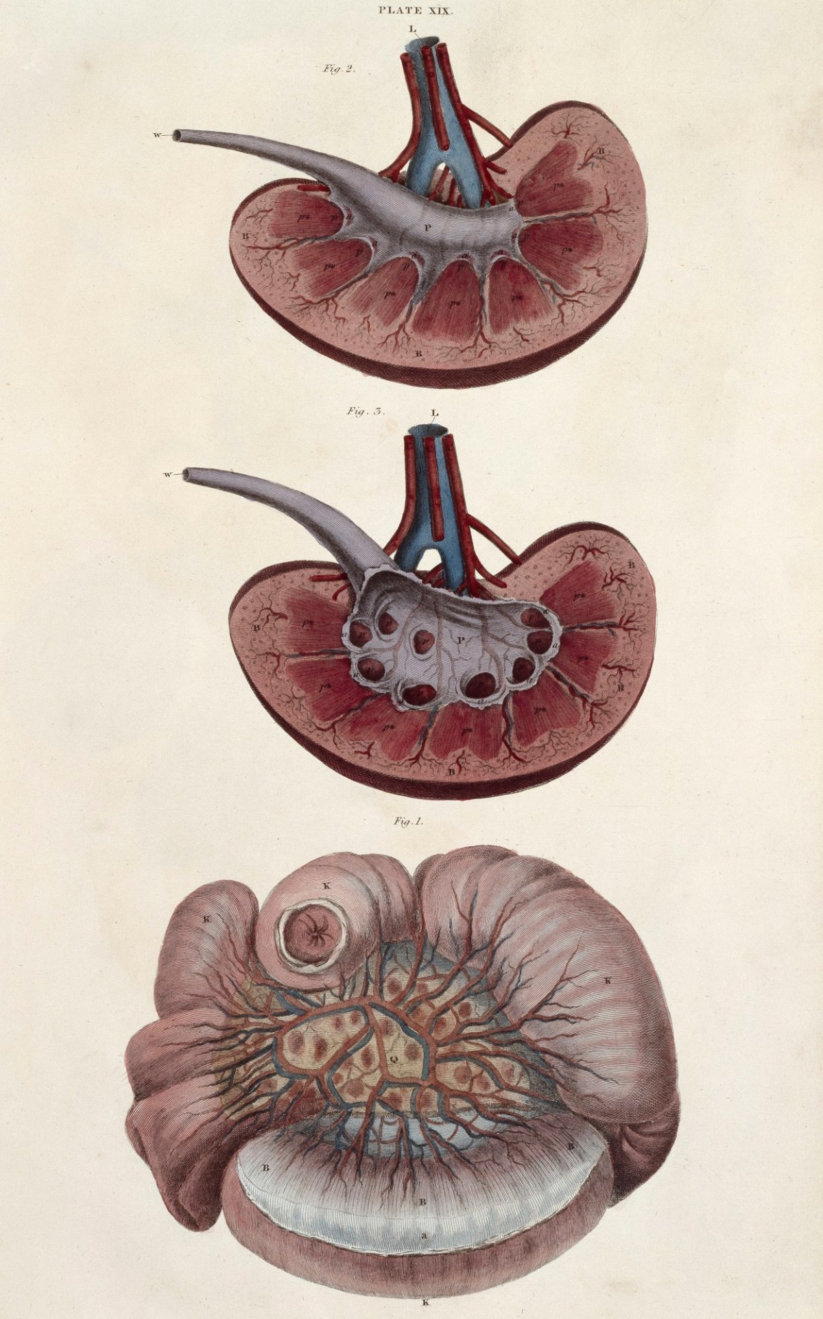 William Home Lizars, Illustration of the structure of the jejunum and kidney