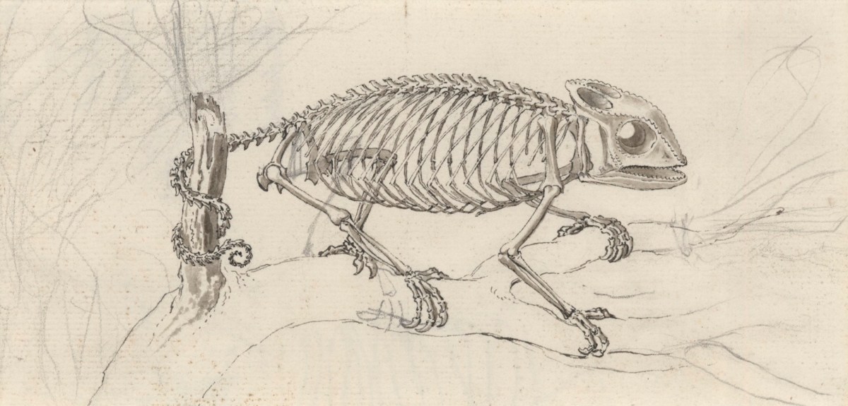 Jacob Schijnvoet, Skeleton of a chameleon, for Cheselden's Osteographia